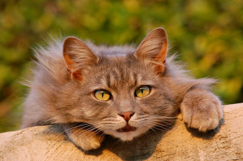 Voller Verzweiflung bat er um polizeiliche Hilfe - wegen seiner Katze!